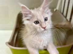 -青奢宠物·青奢猫舍