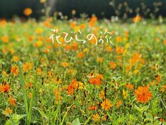 -南沙蒲洲花园