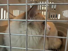 -爱妮康宠物医院·干细胞免疫细胞·肿瘤·心脏(张江店)