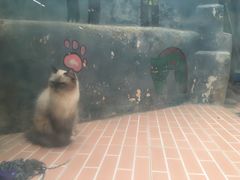 -猫咪博物馆(顶澳仔猫街店)