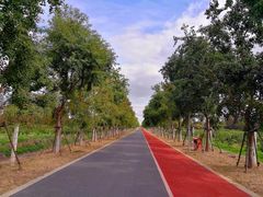 -上海长兴岛郊野公园