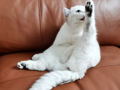 -伟伟宠物医院·CT影像中心·瑞派犬猫综合性门诊(汉口总院)