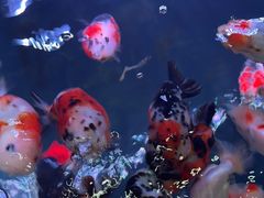 -三旗百汇商品城