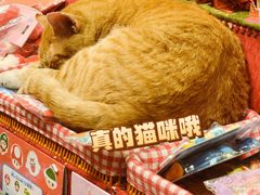 -猫的天空之城概念书店(大学路店)
