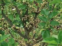 -南京小时候桑葚采摘园