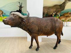 -陕西自然博物馆