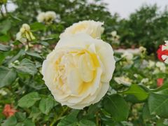 -莲花池公园