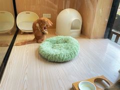 -袖虎猫馆(十亩地店)