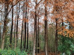 -上海海湾国家森林公园