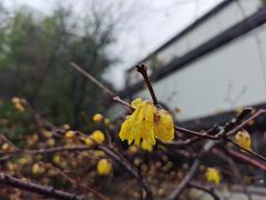 -江宁织造博物馆