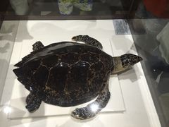 -青岛贝壳博物馆