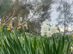 -墨尔本皇家植物园