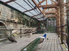 -海南槟榔谷黎苗文化旅游区