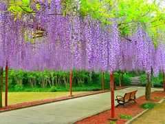 -嘉定紫藤园