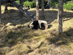 -西霞口神雕山野生动物世界