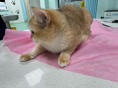 -北京观赏动物医院·24小时大型综合·猫专科·异宠专科