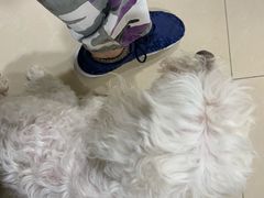 -宠颐生中康贝怡动物医院
