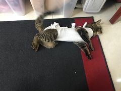 -纳吉亚猫专科动物诊疗中心(蒋宅口分院)