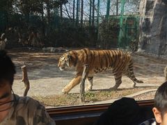 -上海野生动物园老虎餐厅