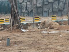 -秦皇岛野生动物园