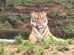 -深圳野生动物园