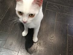 -猫色咖啡·猫咖