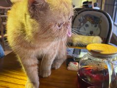 -more than meow吴止猫主题餐厅(承德 中船汇店)