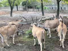 -上海野生动物园