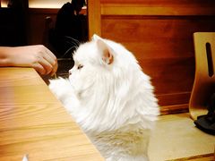 -Pets First伊珊娜洗护·精致美容·家庭式寄养(新会路店)