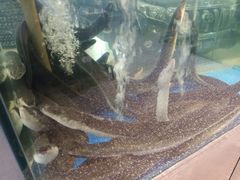 活鳗-本炙炭烤·蒲烧活鳗料理店(金沙洲店)