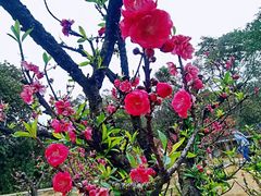 -南国桃园旅游度假区