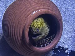 -江和美海洋公园