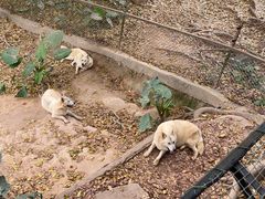 -深圳野生动物园