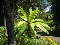 -墨尔本皇家植物园