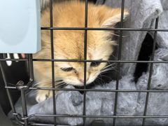 -派特宠物医院(圆融广场店)