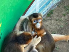 -西霞口神雕山野生动物世界