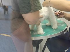 -博特宠物医院24h犬猫全科.骨科·异宠