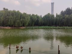 -团结湖公园