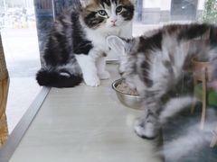 -秀猫阁·猫咪花园(万达店)