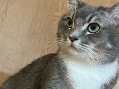 -MOCHA明星猫咖(田子坊店)