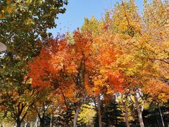 -大兴滨河森林公园