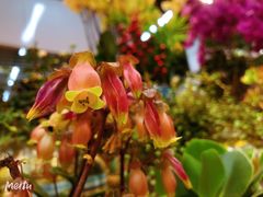 -双季花艺园艺市场(浦东店)