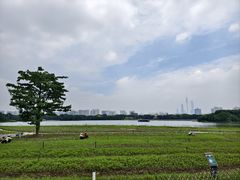 -海珠湖公园