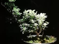 -南堂館川菜文化餐厅(天府店)
