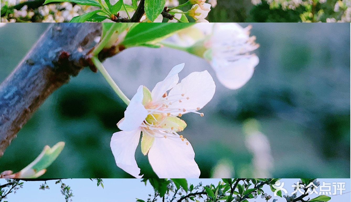 小众岛屿 |苏州洞庭西山🌈采茶的季节🍃