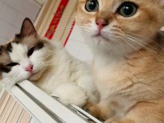 -东方名猫馆·英短金渐层布偶猫舍(环线广场1号楼店)