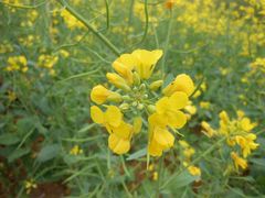 油菜花（特写）-天适樱花悠乐园