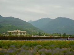 -曲江薰衣草庄园