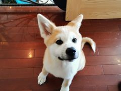 -喜柴咖啡·柴犬狗咖