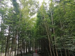 -桤木河湿地公园